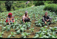 पञ्चकन्या गाउँपालिकामा ‘नमुना’ बन्दै कृषि र पर्यटन: समृद्धिको बाटोमा गाउँ