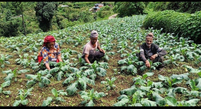 पञ्चकन्या गाउँपालिकामा ‘नमुना’ बन्दै कृषि र पर्यटन: समृद्धिको बाटोमा गाउँ